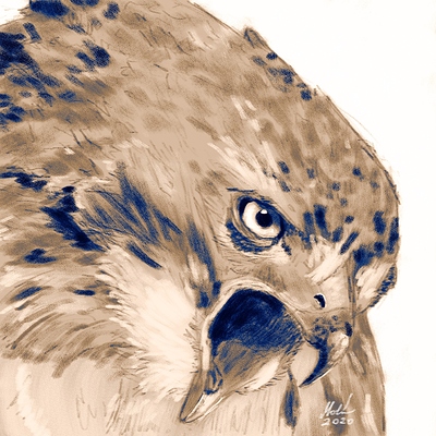 hawk-painting