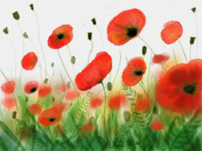 coquelicots