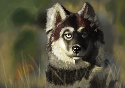 dog6
