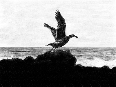 seagull