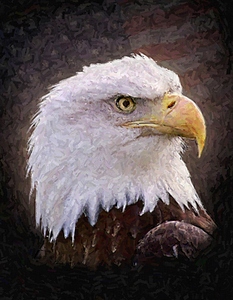 Eagle_1_20x26