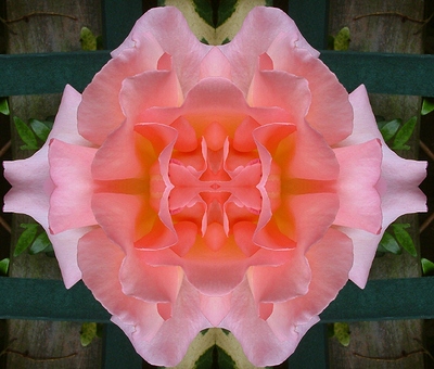 symetrical_rose
