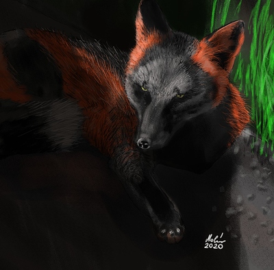 red-black-fox-crop