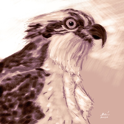 osprey-painting