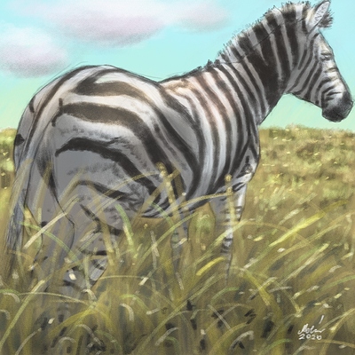 zebra