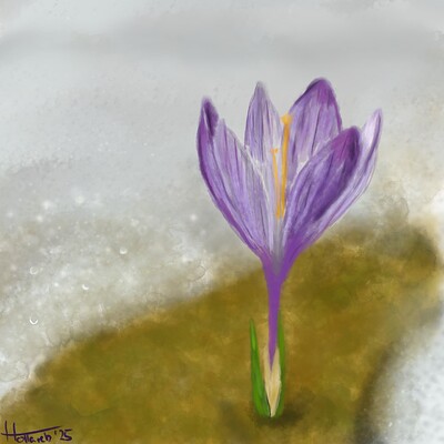 Krokus im Schnee2