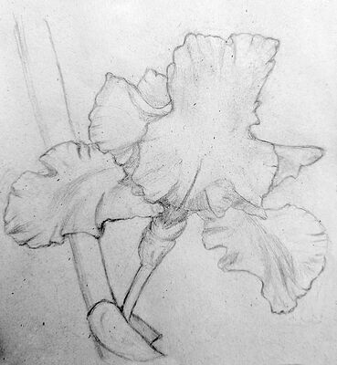 FireShepherd_Iris Sketch July-Aug 2023