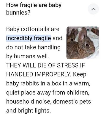 Baby Bunnies Do Die-2