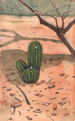 Echinopsis rhodotricha II