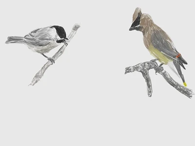 chickadee-3586-waxwing-3689