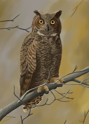 owl
