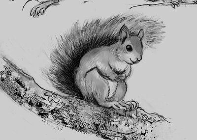 squirrels_01