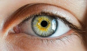 oeil1-1800x1062