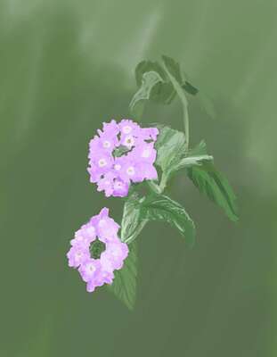 purplelantana-4233_crop