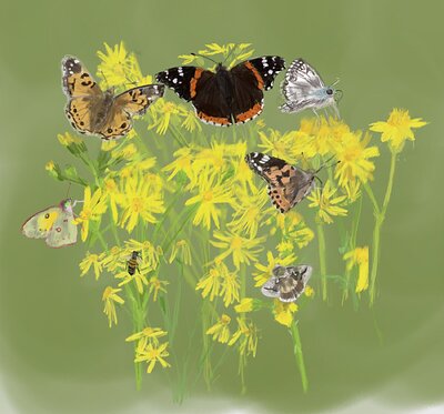 goldengroundsel-butterflies_rearrange