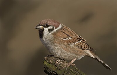 Tree Sparrow10