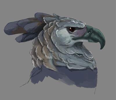 Lesson 11 - Harpy Eagle (Profile)