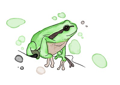 frogwatercolor