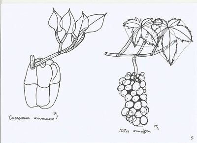 plant-construction-5