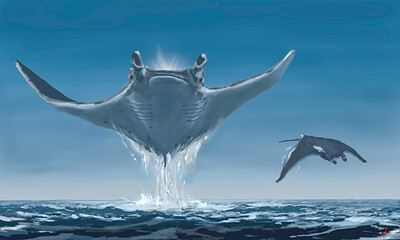 Manta_Ray-2