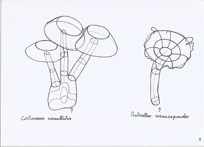 plant-construction-1