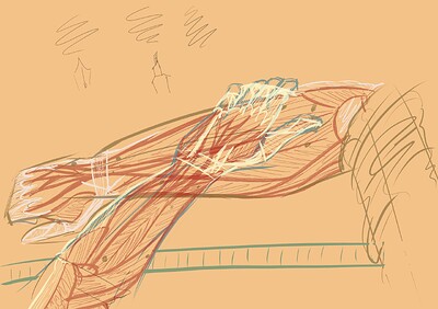 Anatomy