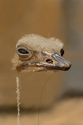 Ostrich09