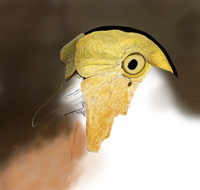 Masked Lapwing09