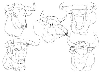 Bull Head Studies_gesture drawing
