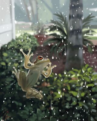 Cuban Tree Frog