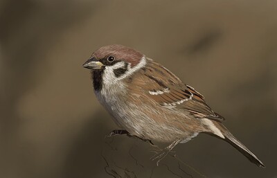 Tree Sparrow06