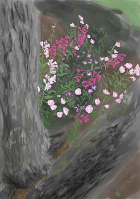 pink-primrose-penstemon-1224_small