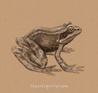 frogrenderpencil2_02