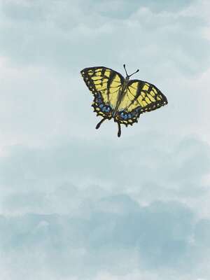 mirror-clouds-swallowtail