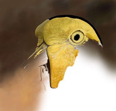 Masked Lapwing11