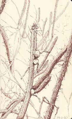 Cleistocactus baumannii