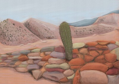 echinopsis leucantha in habitat