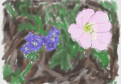 bluecurls-pinkeveningprimrose