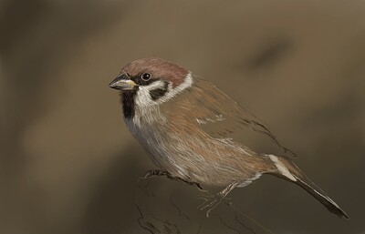 Tree Sparrow04