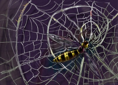 Wasp traped in web edited