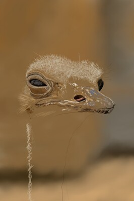 Ostrich06