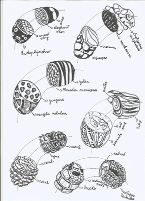 dissections-2