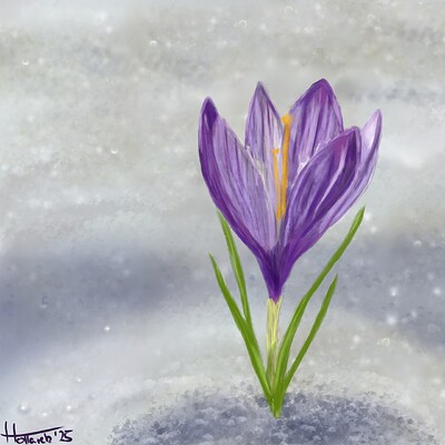 Krokus im Schnee8