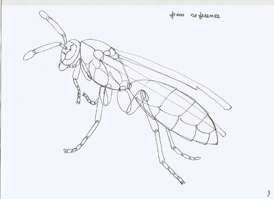 wasp