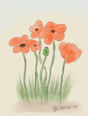 Mohn (neu)