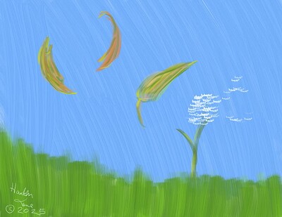 windy