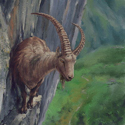 08 Mountain goat