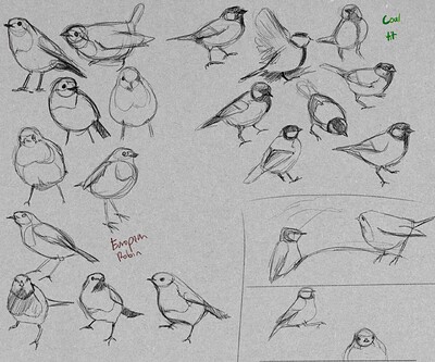 Garden Birds - 19-6-24