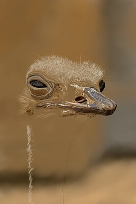 Ostrich08
