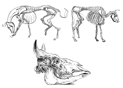 Bull Studies_skeletonal form